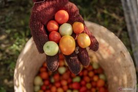 Ternyata banyak makan tomat bisa bantu cegah hipertensi