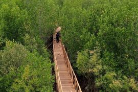 Akar-akar yang mengingatkan