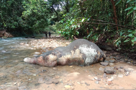 Gajah liar yang mati di sungai Mas Aceh Barat bukan karena kekerasan