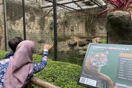 Bandung Zoo tambah koleksi satwa sambut liburan