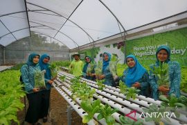 Ibu-ibu belajar tanam sayur hidroponik di Royal Safari Garden