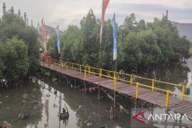 Menanam mangrove itu tak asal tancap bibit ke lumpur saat air surut
