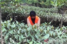 BRGM dukung cetak generasi unggul melalui magang bersertifikat "Sobat Muda Gambut -- Mangrove" 2023