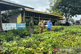 Pemkab Aceh Tengah salurkan 7.500 bibit untuk kawasan konflik gajah liar