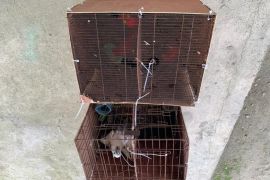 BKSDA Maluku terima satwa liar hasil translokasi BKSDA Papua Barat