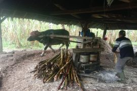 Modernisasi kilang tebu di Agam, dari tradisional hingga modern