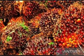 Harga TBS di Kalimantan Timur terus naik dalam tiga periode