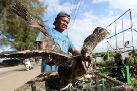 Perdagangan burung kowak malam abu Page 1 Small