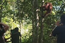 BBKSDA melepasliarkan seekor orang utan di Suaka Margasatwa Siranggas