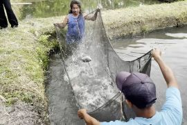 Dongkrak penjualan, petani ikan DIY belajar gunakan pemasaran digital