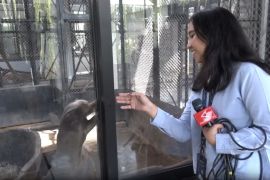 Mengenal kehidupan satwa sambil berwisata di Animalium BRIN - Video