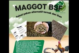 Bangka Selatan kembangkan maggot jadi pakan unggas