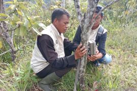 Resor Maninjau BKSDA tangani 12 konflik satwa selama 2023