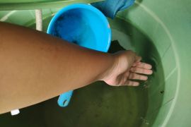 Epidemiologi sebut berantas jentik nyamuk efektif cegah lonjakan DBD di Lampung