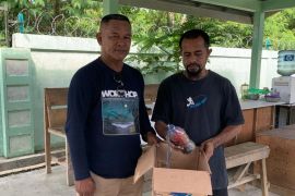 BKSDA Maluku amankan seekor burung Kasturi dalam botol mineral di kapal Pelni