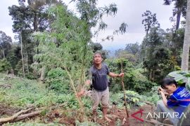 BNNK Empat Lawang tangkap pemilik satu hektare ladang ganja