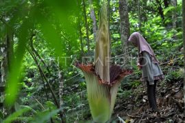 Bunga Amorphophallus mekar sempurna