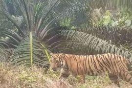 Seorang pria di Inhil tewas diterkam harimau saat bekerja