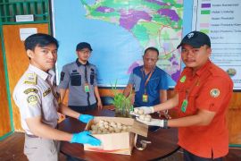Karantina Pertanian Agats gagalkan penyelundupan 230 telur penyu