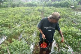 Para capres serta komitmen mereka pada pembangunan petani Indonesia