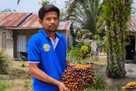 Harga TBS sawit tertinggi pada awal 2024 di Kalbar Rp2.370,62/Kg