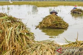 Ribuan hektare sawah di Jateng terancam gagal panen akibat banjir