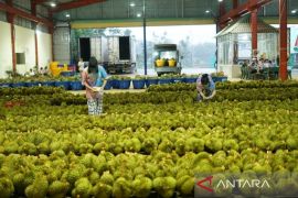 Durian jadi "buah emas" di antara komoditas ekspor Vietnam