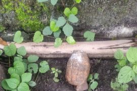 Sebuah granat nanas ditemukan di Lombok Tengah