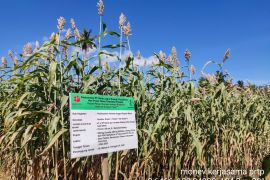 BRIN kembangkan varietas baru sorgum manis untuk bioetanol bahan bakar rendah emisi