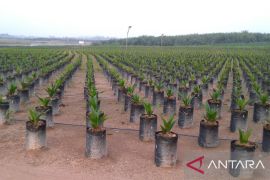 Realisasi program peremajaan sawit rakyat 2023 di Kalbar 18.573 hektare