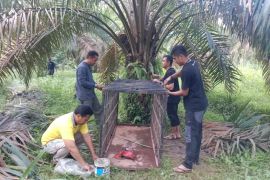 BKSDA Sumbar: Jangan mudah percaya medsos terkait kemunculan harimau