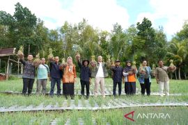 Saat harga naik, Poktan Timur Makmur panen bawang merah