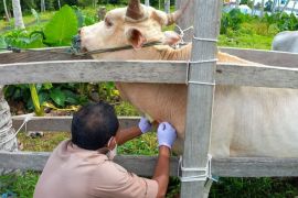Balai Karantina Malut pastikan 60 sapi tujuan Samarinda bebas penyakit