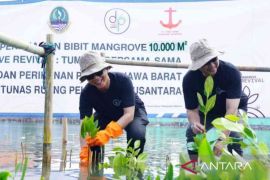 Pemerintah tanam bibit bakau seluas 10.000 meter persegi di Bekasi