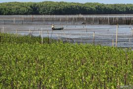 Menko Luhut konservasi 400 ribu Ha bakau guna kurangi emisi