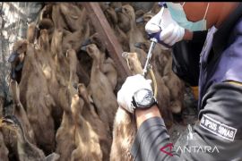 Kalsel kemarin, beasiswa sarjana desa hingga vaksinasi unggas