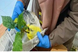 Karantina Papua Tengah periksa bibit tanaman Begonia tujuan ke Batam
