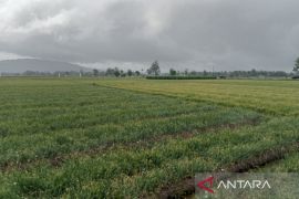 Bantul menggerakkan petani tanam bawang merah tidak serentak