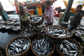 Harga ikan tongkol anjlok di Aceh Page 1 Small