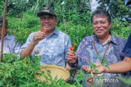 BI NTB komitmen mendukung pengembangan cabai organik