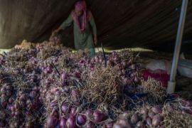 Pemprov Sulteng catat produksi bawang merah petani 2.792 ton