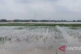 Petani Karawang bisa ajukan asuransi atas sawah terendam banjir