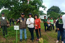 BPDAS Ambon tanam  200 bibit pohon upaya mitigasi perubahan iklim