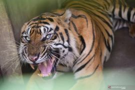 Pemkot diminta serius benahi Medan Zoo setelah tiga harimau mati tahun lalu