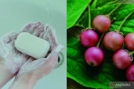 Daun Kersen jadi sabun mandi, inovasi Mahasiswa Unja untuk atasi banyak masalah kulit