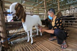 Akademisi UGM: Kambing perah potensial penuhi kebutuhan susu nasional yang capai 11 ton per hari