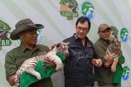 Ada penambahan 49 ekor satwa di THPS melalui proses pembiakan