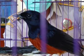 Karantina Pelabuhan Ketapang gagalkan penyelundupan burung berkicau