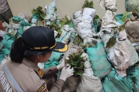 BKHIT Maluku pastikan bibit  jati masuk ke Namlea bebas OPTK