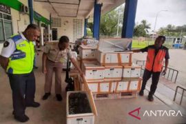 Sebanyak 660 kepiting  bakau asal Maluku diekspor ke Singapura